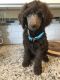 Standard Poodle Puppies