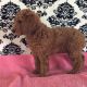 Standard Poodle Puppies for sale in Glocester, RI, USA. price: $1,200