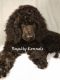 Standard Poodle Puppies for sale in Perry, OK 73077, USA. price: NA