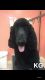 Standard Poodle Puppies for sale in Vineland, NJ, USA. price: $500