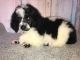 Standard Poodle Puppies for sale in Neodesha, KS 66757, USA. price: $750