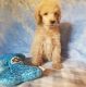 Standard Poodle Puppies for sale in Dunlap, TN 37327, USA. price: $300