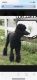 Standard Poodle Puppies for sale in Jacksonville, FL 32258, USA. price: NA