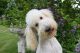 Standard Poodle Puppies for sale in Lansing, MI, USA. price: $1,000