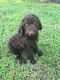 Standard Poodle Puppies for sale in Oklahoma City, OK, USA. price: NA