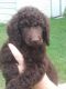 Standard Poodle Puppies for sale in Ocala, FL, USA. price: $1,200