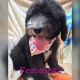Standard Poodle Puppies for sale in Chicago, IL, USA. price: $550