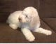 Standard Poodle Puppies for sale in Battlefield, MO, USA. price: NA