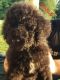 Standard Poodle Puppies for sale in Witcherville, AR 72940, USA. price: $1,000