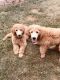 Standard Poodle Puppies for sale in Newark, DE, USA. price: NA