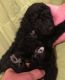 Standard Poodle Puppies for sale in Casper, WY, USA. price: NA