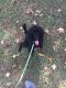 Standard Poodle Puppies for sale in Colonial Heights, VA 23834, USA. price: NA