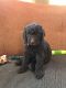 Standard Poodle Puppies for sale in 109 Bramble Dr, Morganville, NJ 07751, USA. price: $1,000