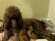Standard Poodle Puppies for sale in Ashford, AL 36312, USA. price: NA