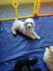 Standard Poodle Puppies for sale in Selma, CA 93662, USA. price: NA