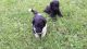 Standard Poodle Puppies for sale in Duluth, MN, USA. price: $500