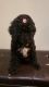 Standard Poodle Puppies for sale in Elgin, IL, USA. price: $750