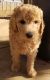 Standard Poodle Puppies for sale in Dean, TX 76305, USA. price: NA