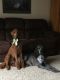 Standard Poodle Puppies for sale in 5353 Hough Rd, Dryden, MI 48428, USA. price: NA