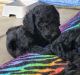 Standard Poodle Puppies for sale in Shelbyville, IN 46176, USA. price: $900