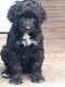 Standard Poodle Puppies for sale in Lugoff, SC 29078, USA. price: NA