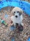 Standard Poodle Puppies for sale in 14850 Dilbeck Dr, Spring Hill, FL 34610, USA. price: NA