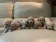 Standard Poodle Puppies for sale in Hemet, CA, USA. price: $2,300