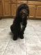 Standard Poodle Puppies for sale in Plain City, OH 43064, USA. price: $500