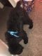 Standard Poodle Puppies for sale in Syracuse, NY, USA. price: $1,000