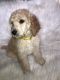 Standard Poodle Puppies for sale in Los Angeles, CA 90003, USA. price: $1,000