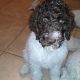Standard Poodle Puppies for sale in Bradenton, FL, USA. price: NA