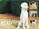 Standard Poodle Puppies for sale in Flowery Branch, GA 30542, USA. price: NA