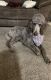 Standard Poodle Puppies for sale in Wabash, IN 46992, USA. price: $250
