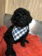 Standard Poodle Puppies for sale in Sunbury, PA 17801, USA. price: NA