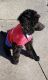Standard Poodle Puppies for sale in Virginia Beach, VA, USA. price: NA