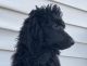 Standard Poodle Puppies for sale in 9841 84th Ave, Allendale, MI 49401, USA. price: NA