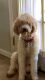 Standard Poodle Puppies for sale in Gainesville, GA, USA. price: NA