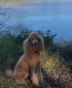 Standard Poodle Puppies for sale in Metter, GA 30439, USA. price: NA