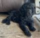Standard Poodle Puppies for sale in 9841 84th Ave, Allendale, MI 49401, USA. price: NA