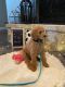 Standard Poodle Puppies for sale in Dallas, TX, USA. price: $1,000
