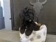Standard Poodle Puppies for sale in Tucson, AZ, USA. price: $800