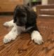 Standard Poodle Puppies for sale in Webb City, MO 64870, USA. price: NA