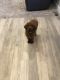 Standard Poodle Puppies for sale in 13440 N 44th St, Phoenix, AZ 85032, USA. price: NA