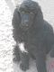 Standard Poodle Puppies for sale in Hesperia, CA, USA. price: $600
