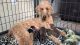 Standard Poodle Puppies for sale in Iron Station, NC 28080, USA. price: NA