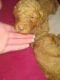 Standard Poodle Puppies for sale in Oklahoma City, OK, USA. price: $850