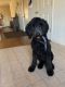 Standard Poodle Puppies for sale in Johnson City, TN 37615, USA. price: NA