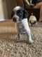 Standard Poodle Puppies for sale in Columbus, OH, USA. price: NA