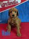 Standard Poodle Puppies for sale in St. Louis, MO, USA. price: NA