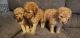 Standard Poodle Puppies for sale in Phoenix, AZ, USA. price: NA
